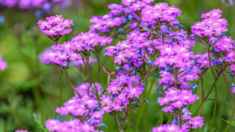 Purple verbena flowers clustered on tall stems