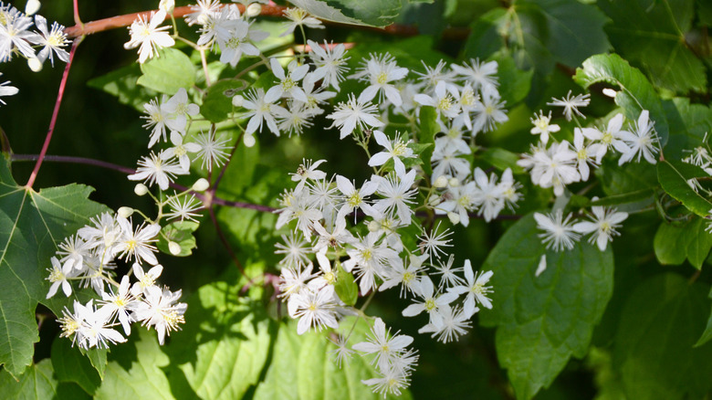 Clumps of small white-petaled flowers with green-yellow stamen centers grow along a vine.