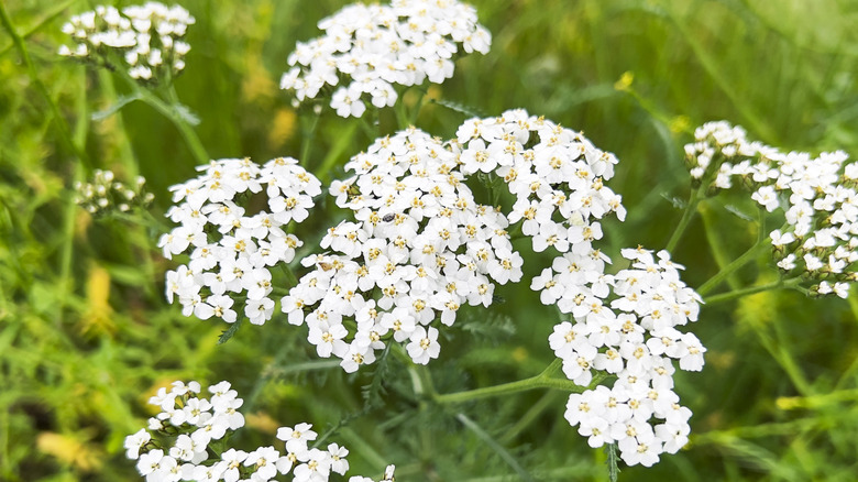 A white yarrow flower in full bloom