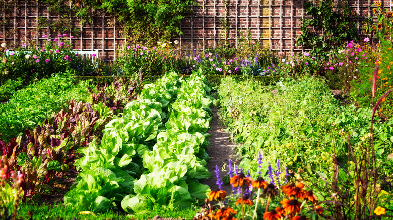 A healthy garden shows no signs of weeds.