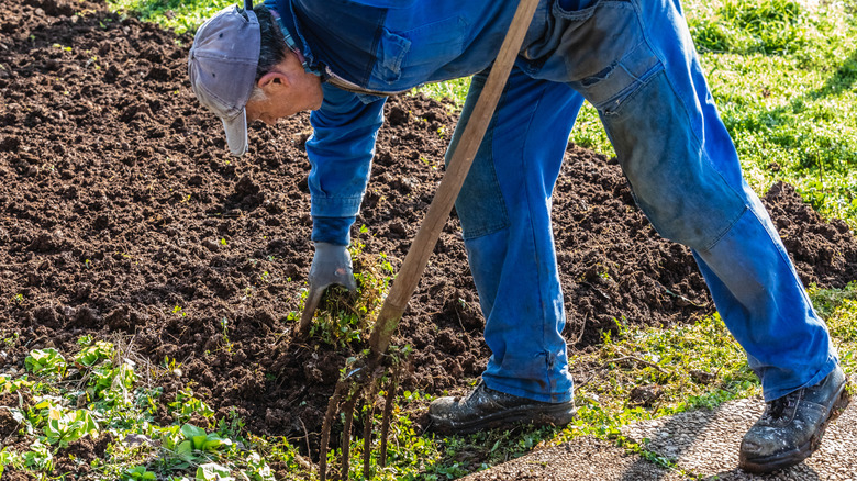 A man prepares and tills his garden soil.