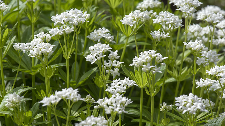 A dense cluster of blooming sweet woodruff plants, with delicate white star-shaped flowers and bright green leaves