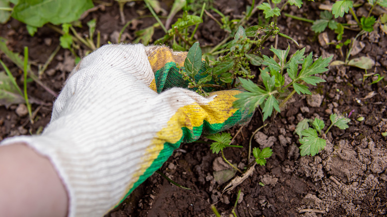 A gloved hand pulling a weed from garden soil, surrounded by small green plants and loose dirt.