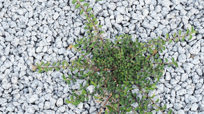 A weed grows from white gravel.