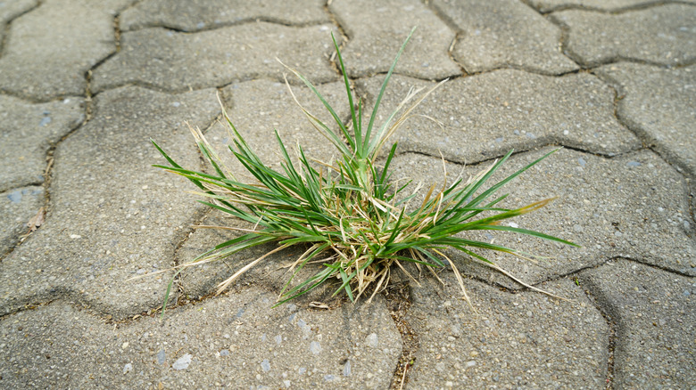 A grassy weed grows through a crack in brick pavement.
