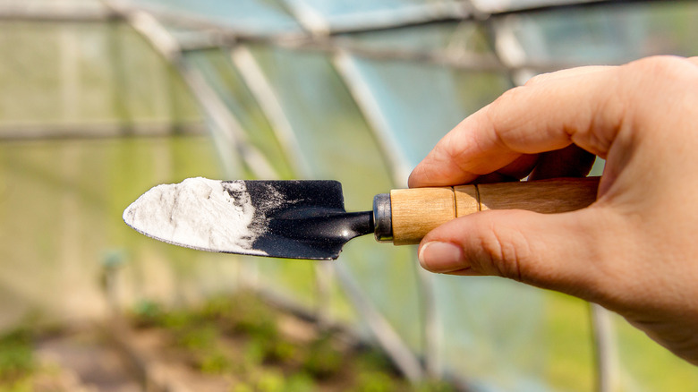 A person holding a small gardening trowel filled with baking soda in an outdoor greenhouse setting.