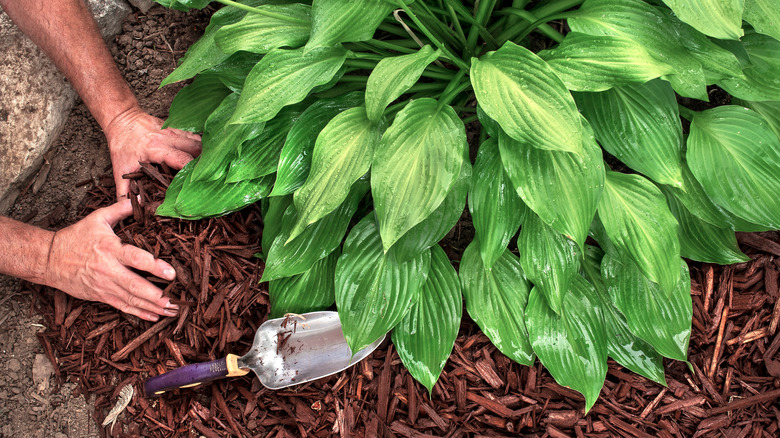 A gardener applies mulch around a hosta.