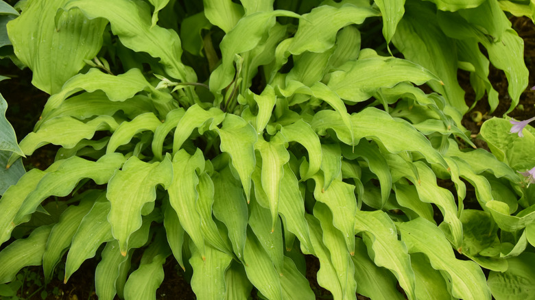 A 'Curly Fries' hosta thrives in a garden.