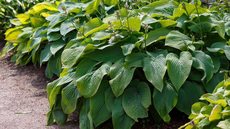 A row of hostas line a garden path.
