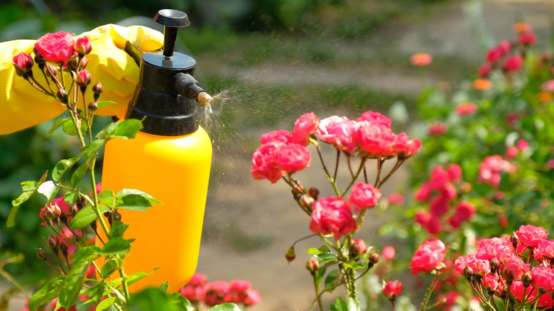 Yellow-gloved gardener sprays pink roses with a yellow canister.
