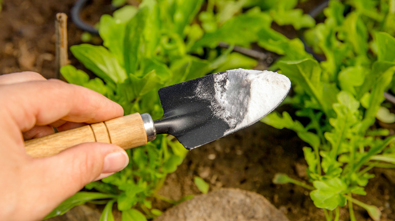 Hands holds a small trowel with baking soda above garden plants.