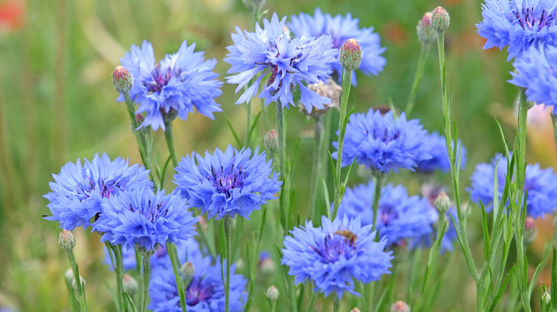 Cornflowers bloom with bright blue flowers.