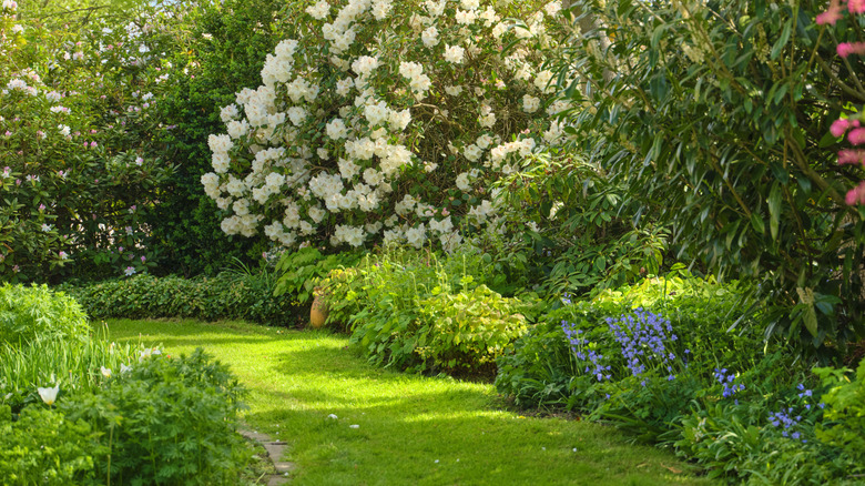 A variety of different flowers and shrubs grow in a garden.