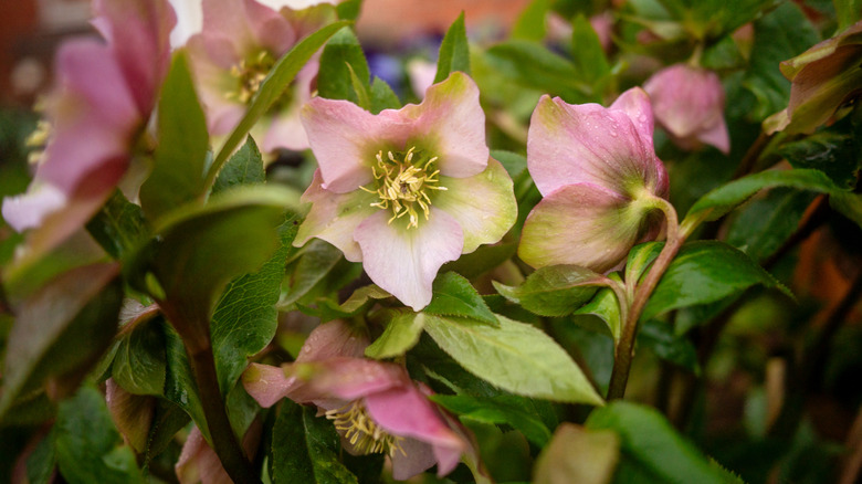 Pink hellebores flower in a garden.