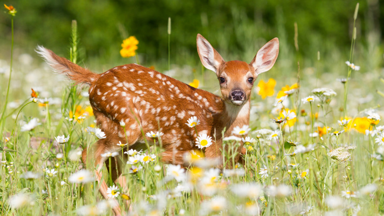A fawn stands in a meadow of flowers.