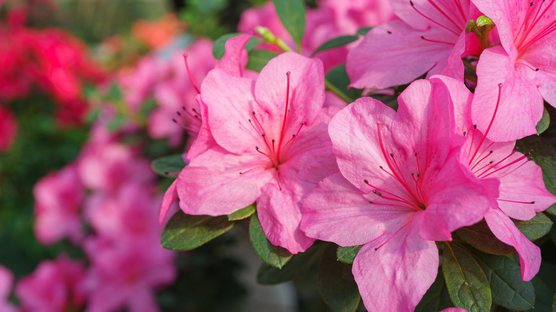 An azalea blooms with bright pink flowers.