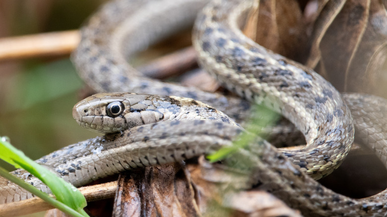 A snake is curled in a tree.