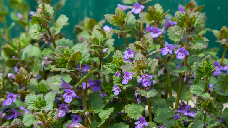 Creeping Charlie blooms with purple flowers.