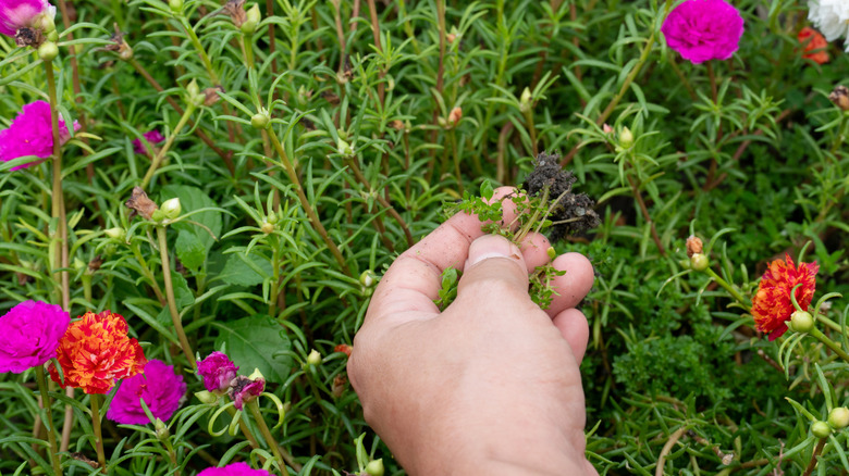 A hand grasps a clump of creeping charlie and other invasive plants