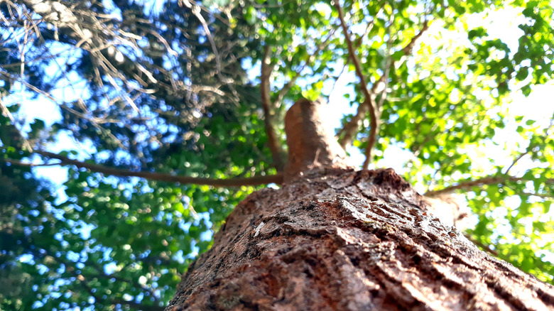 View of a mulberry tree trunk from its base.