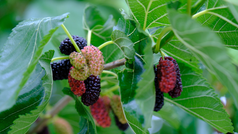 Close up of a mulberries growing on a tree branch.