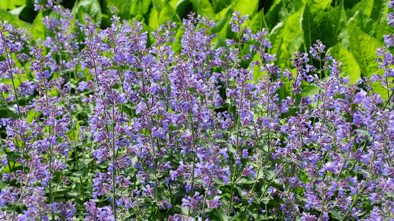 Purple catmint blooms in a bunch