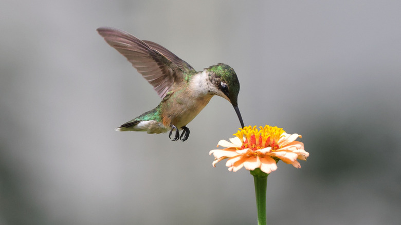 A hummingbird feeds on a flower