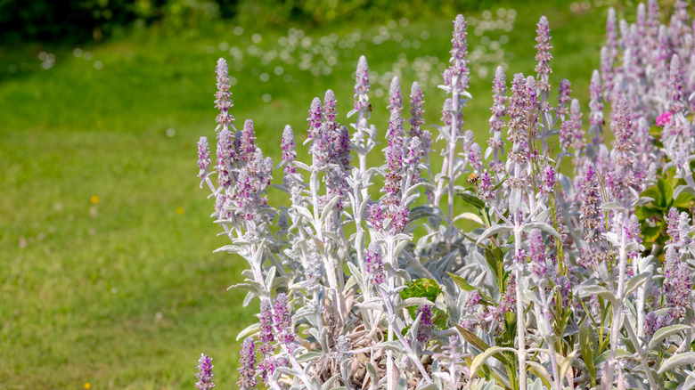 Stalks of lavender lamb's ear blooms grow in a yard