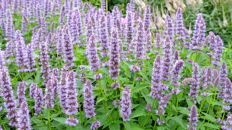 'Blue Fortune' agastache blooms in a cluster.
