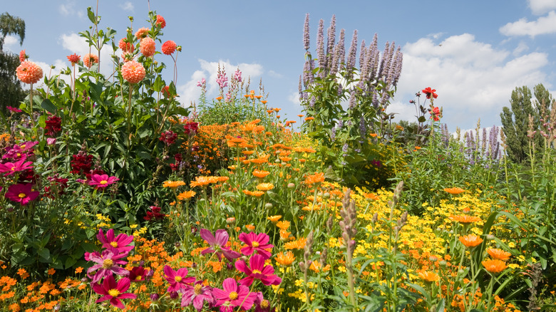 A garden blooms in a hot sun location.