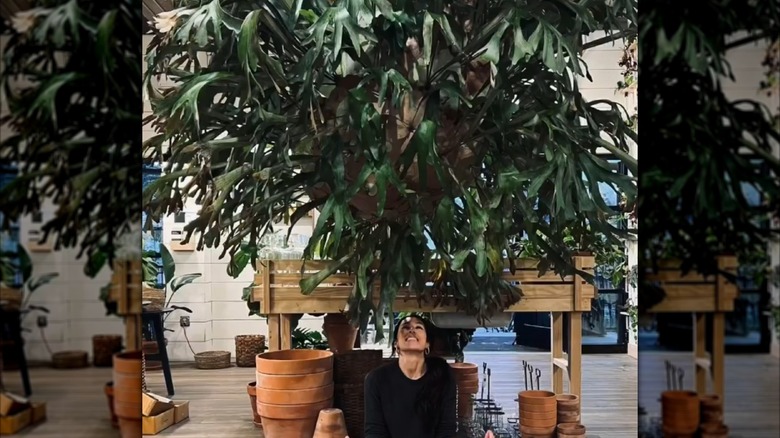 Joanna Gaines sits underneath a massive staghorn fern at her Magnolia headquarters.