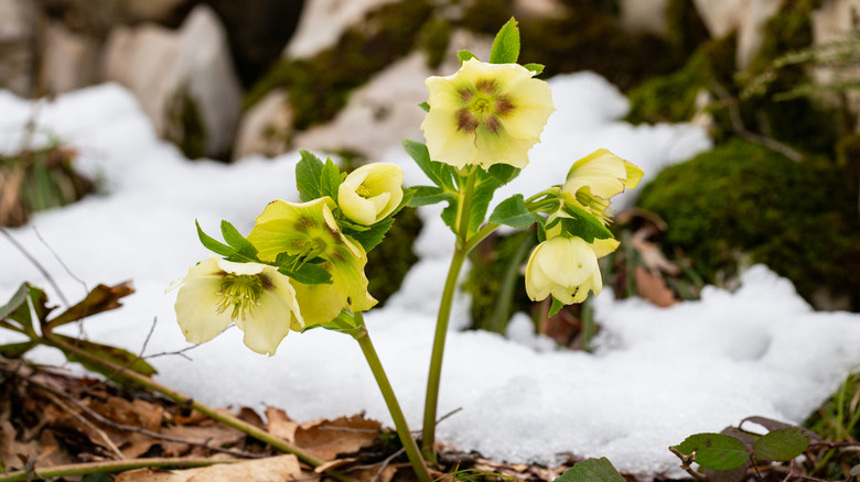 A yellow hellebore blooms with snow still on the ground.