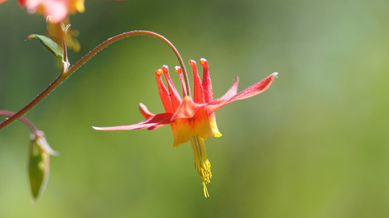 Eastern red columbine blooms with red flowers with yellow centers.