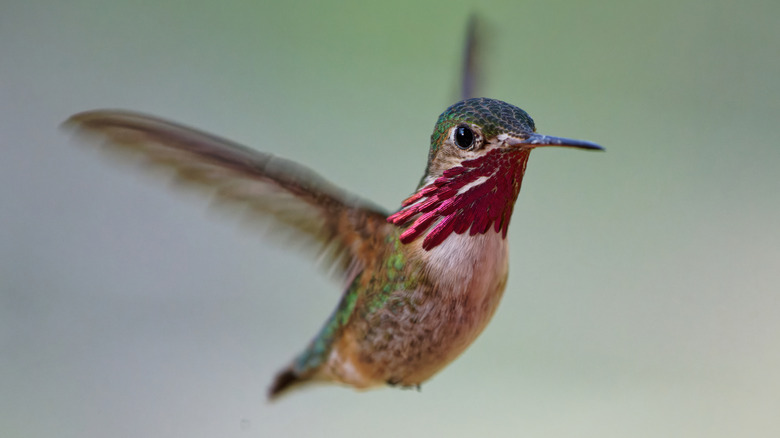 A hummingbird flies in the sky.
