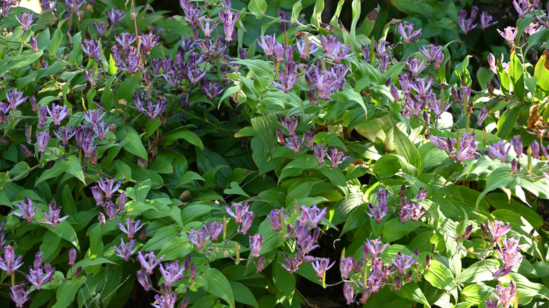 a patch of purple toad lily flowers with green foliage in part shade