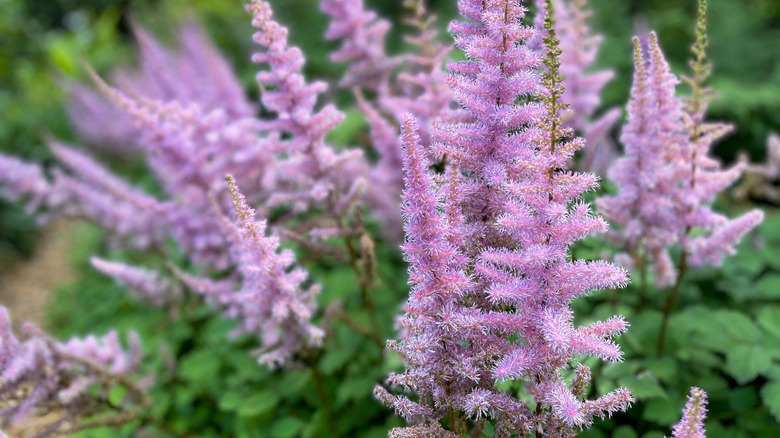 Chinese astilbe thrives with lavender blooms.