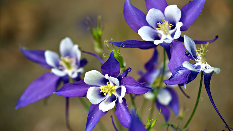 Columbines bloom with bold purple blooms.