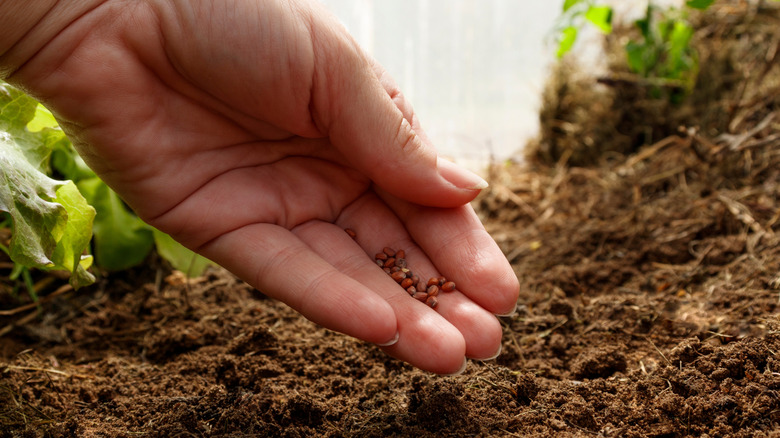 A close-up of someone dropping seeds into garden soil.