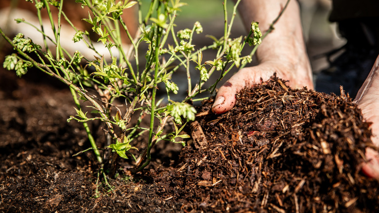 A gardener's hands spreading mulch around a young blueberry bush
