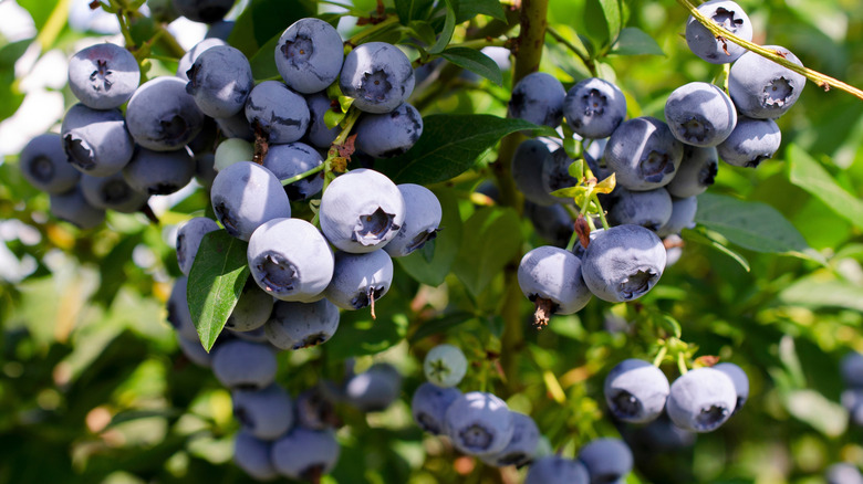 Closeup of ripe blueberries hanging on a green bush