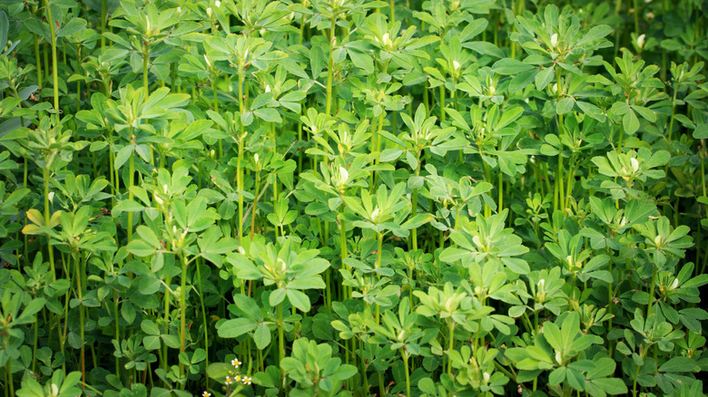 Mature fenugreek growing in a garden