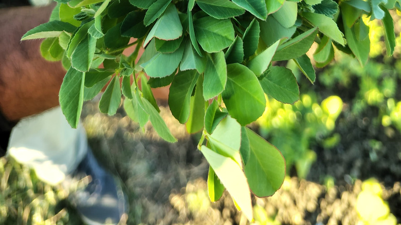 A gardener's hand holding a bunch of green fenugreek leaves