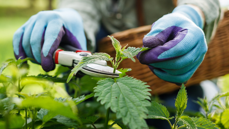 Close up image of gardener wearing gloves and trimming a plant.