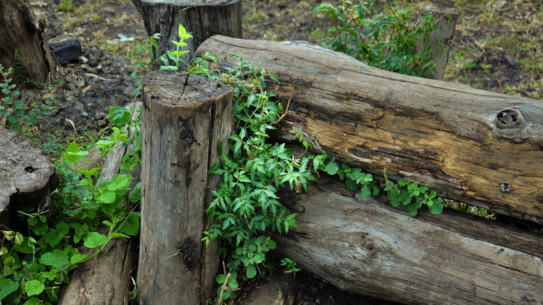 Green plants and small vines growing around wood logs