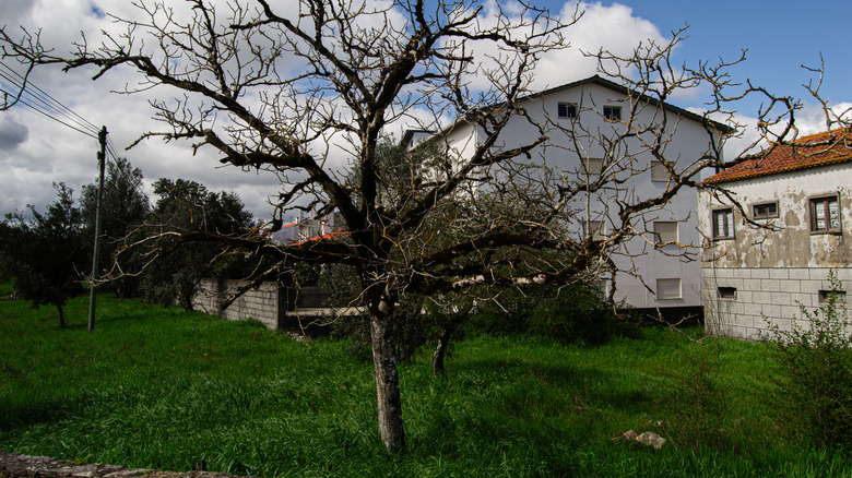 A dead, lifeless tree in the middle of a neighborhood