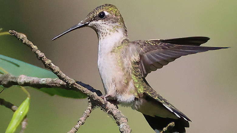 A green hummingbird with dark wings perches on a branch.