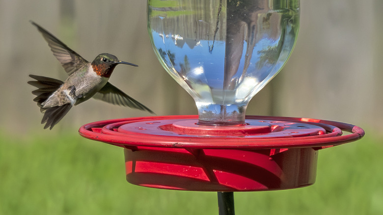 A hummingbird approaches a red feeder.