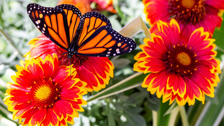 An orange and black butterfly sits on a red and yellow flower, surrounded by three other red and yellow flowers.