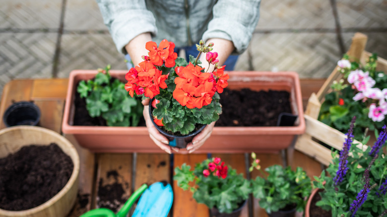 A pair of hands is holding out a potted red geranium over a table that has a rectangle planter, bucket of soil, and other potted plants.