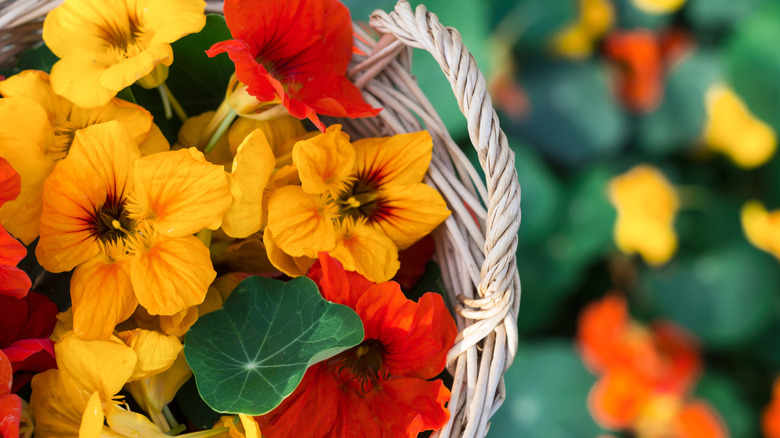 A basket of orange and yellow flowers are in focus, with the same flowers and green foliage blurred in the background.